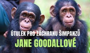 Útulek pro záchranu šimpanzů Jane Goodallové (2/6)